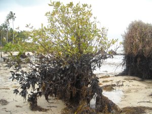 mangrove kena minyak